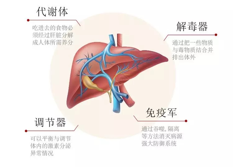 肝脏是最重要的排毒器官,如果肝脏受损,毒素就无法有效排除.